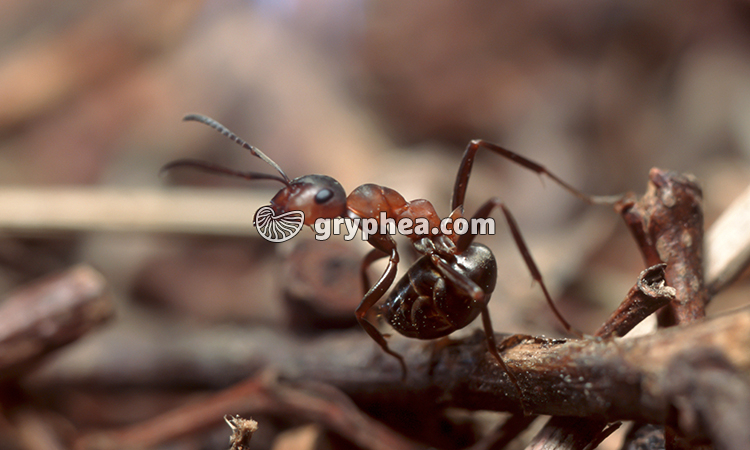 Les fourmis rousses - défendre le nid - extrait - gryphea.com